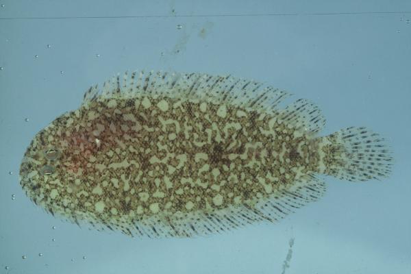 Peculiar sole (Aseraggodes xenicus) — Soleidae — 4