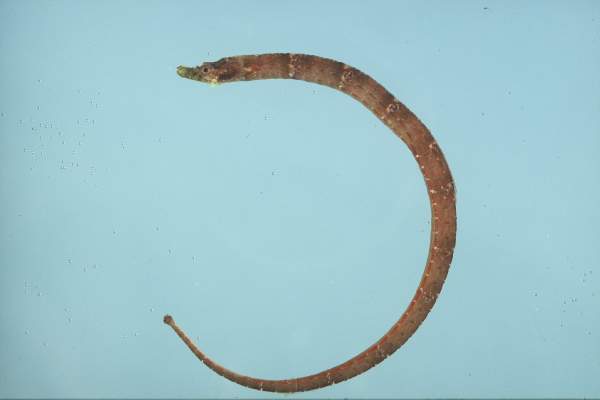 Samoa-zeenaald (Halicampus mataafae) — Syngnathidae