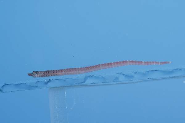 Pygmy pipefish (Micrognathus brevirostris) — Syngnathidae