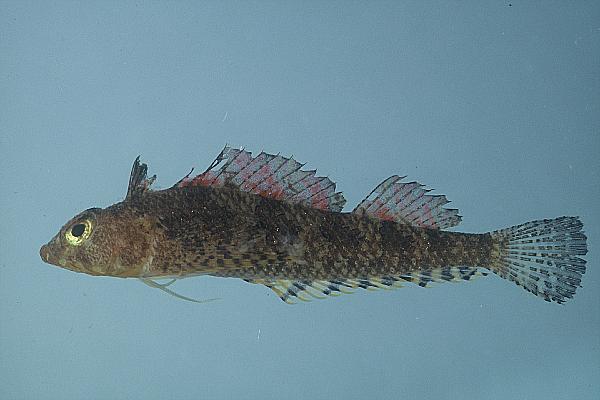 Shortscale threefin (Norfolkia brachylepis) — Tripterygiidae — 5