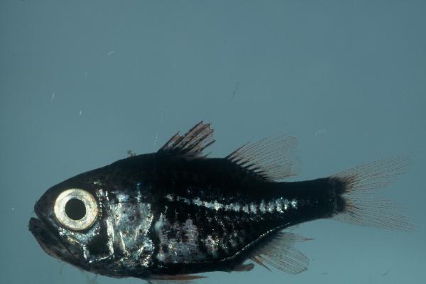 Mozambique siphonfish (Siphamia mossambica) — Apogonidae — 2