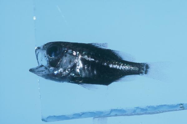 Mozambique siphonfish (Siphamia mossambica) — Apogonidae — 3
