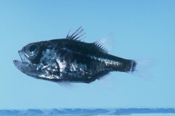 Mozambique siphonfish (Siphamia mossambica) — Apogonidae — 4