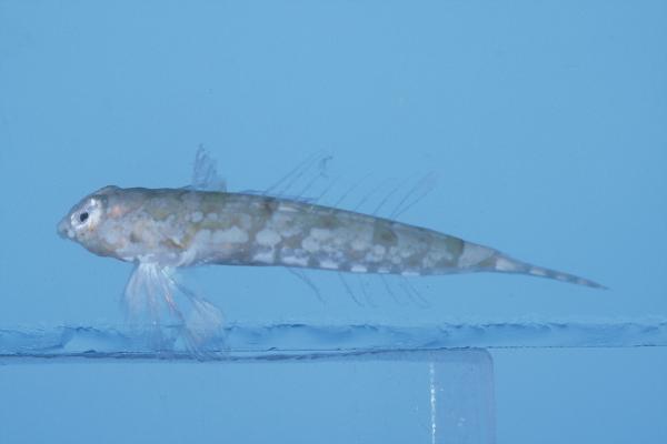 Indian Ocean fold dragonet (Diplogrammus infulatus) — Callionymidae — 2