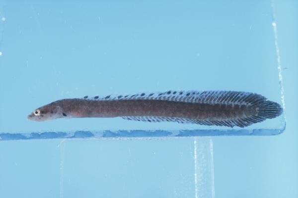 Shaka longfin (Halimuraena shakai) — Pseudochromidae — 2