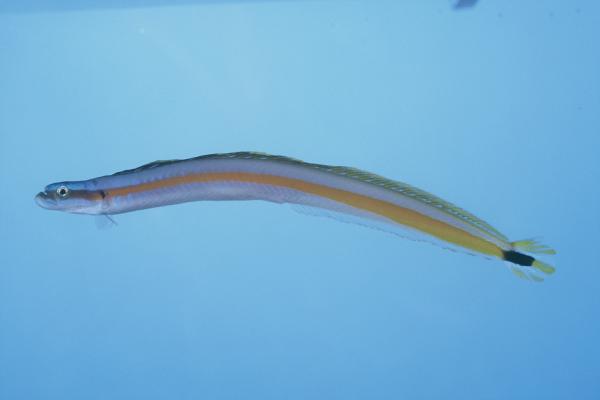 Sierlijke wormvis (Gunnellichthys curiosus) — Microdesmidae — 3