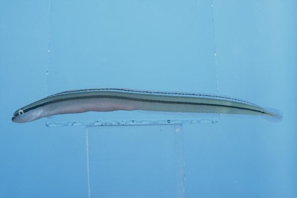 Black-lined worm goby (Gunnellichthys pleurotaenia) — Microdesmidae — 5