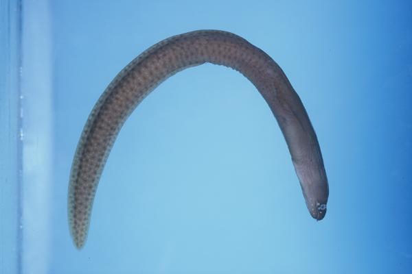 Brownspotted moray (Gymnothorax fuscomaculatus) — Muraenidae — 3