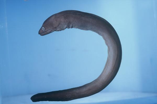 Pinda moray (Gymnothorax pindae) — Muraenidae — 4