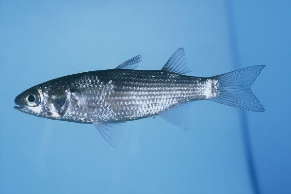 Robust mullet (Valamugil robustus) — Mugilidae