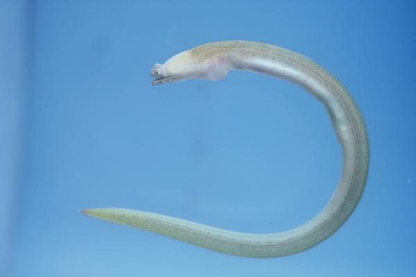 Crocodile snake eel (Brachysomophis crocodilinus) — Ophichthidae — 3