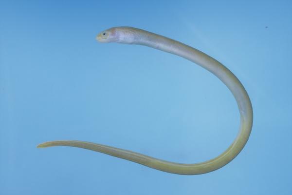 Pearlbelly snake-eel (Scolecenchelys laticaudata) — Ophichthidae — 4