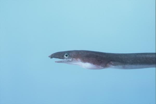 Henshaw's snake eel (Phyllophichthus xenodontus) — Ophichthidae — 2