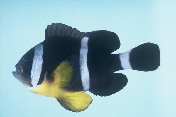 Mauritian anemonefish (Amphiprion chrysogaster) — Pomacentridae — 5