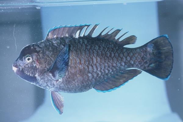 Knothead parrotfish (Chlorurus oedema) — Scaridae
