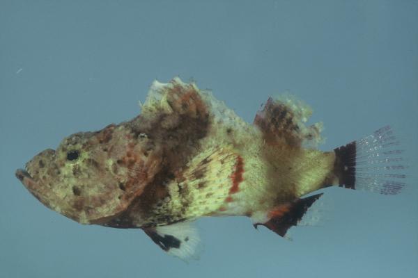 False stonefish (Scorpaenopsis gibbosa) — Scorpaenidae — 3