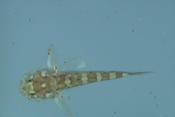 Barbel goby (Barbuligobius boehlkei) — Gobiidae — 3