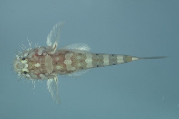 Barbel goby (Barbuligobius boehlkei) — Gobiidae — 2