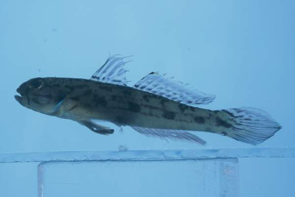 Sulu goby (Acentrogobius suluensis) — Gobiidae
