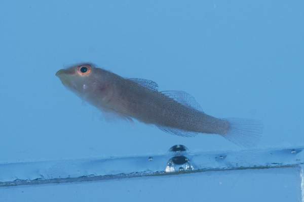 Sponge coral goby (Pleurosicya fringilla) — Gobiidae — 4