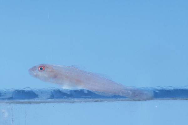 Sponge coral goby (Pleurosicya fringilla) — Gobiidae — 5