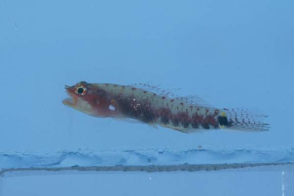 Five-bar pygmy-goby (Eviota zebrina) — Gobiidae — 4