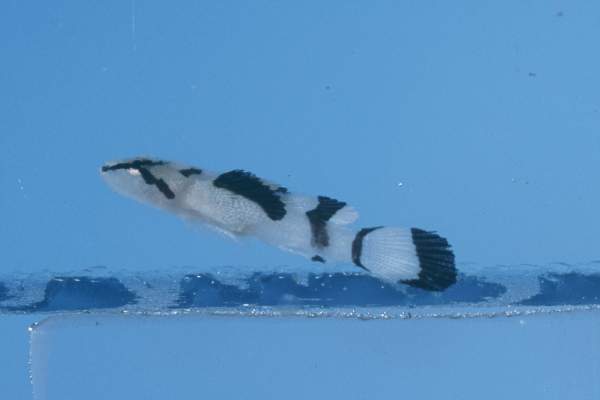 Feather goby (Callogobius plumatus) — Gobiidae — 4