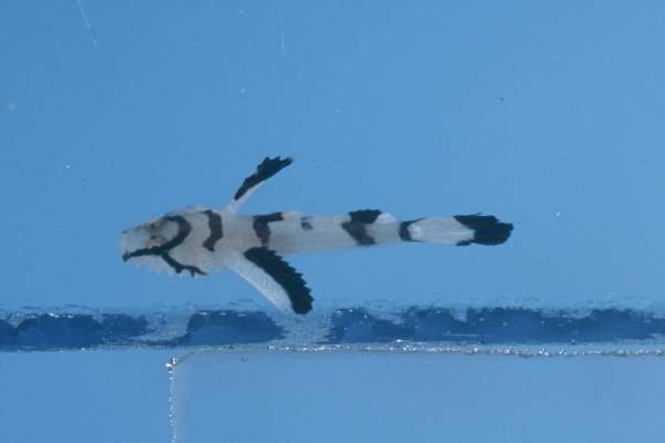 Feather goby (Callogobius plumatus) — Gobiidae — 3