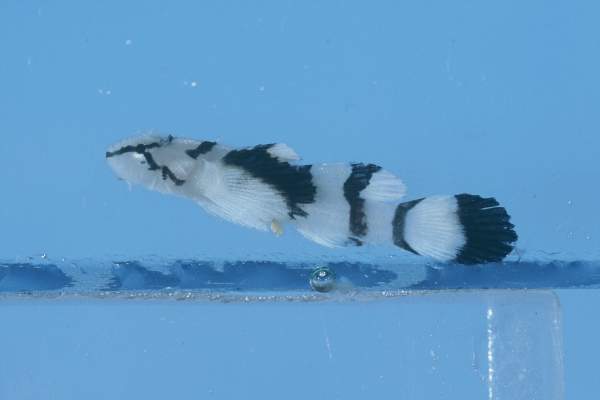 Feather goby (Callogobius plumatus) — Gobiidae