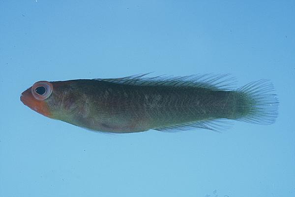 Fire longfin (Chlidichthys foudioides) — Pseudochromidae