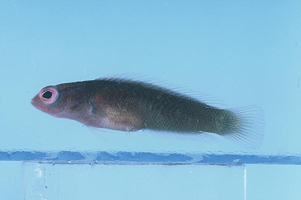 Fire longfin (Chlidichthys foudioides) — Pseudochromidae — 3