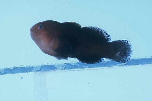 Unicolor Coralgoby photo 2