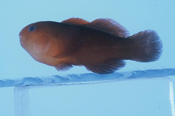 Unicolor Coralgoby photo 3