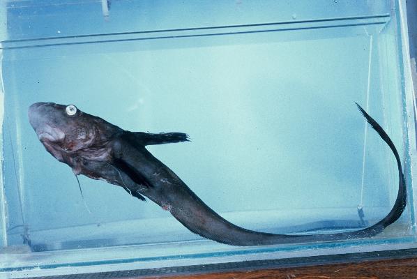 Natal jellynose (Ateleopus natalensis) — Ateleopodidae — 3