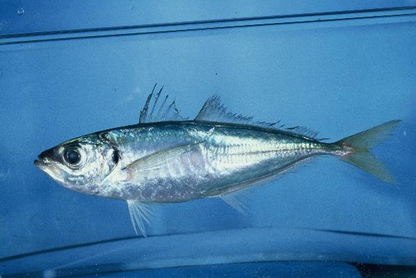 African Scad photo 3