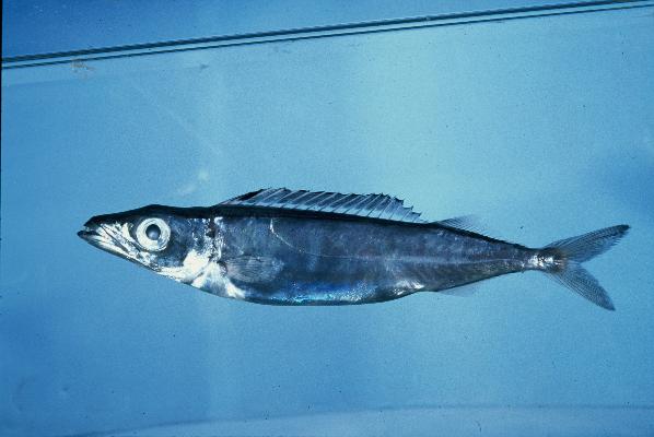 Northern gemfish (Rexea prometheoides) — Gempylidae — 4