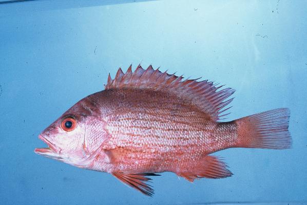 Blood snapper (Lutjanus sanguineus) — Lutjanidae — 2