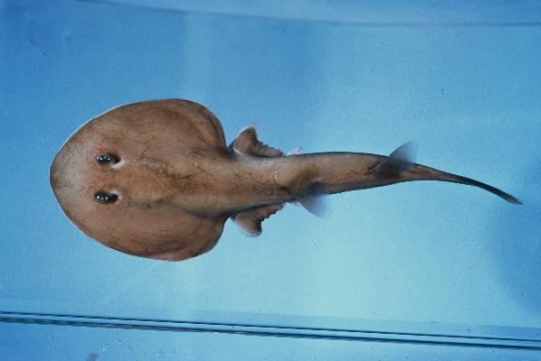 Mozambique electric ray (Narcine rierai) — Narcinidae — 4
