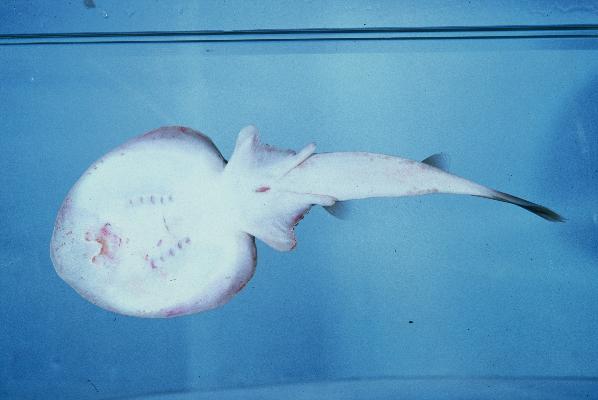 Mozambique electric ray (Narcine rierai) — Narcinidae — 3