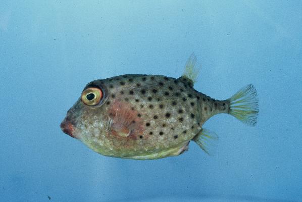 Deepwater basketfish (Kentrocapros rosapinto) — Aracanidae — 2
