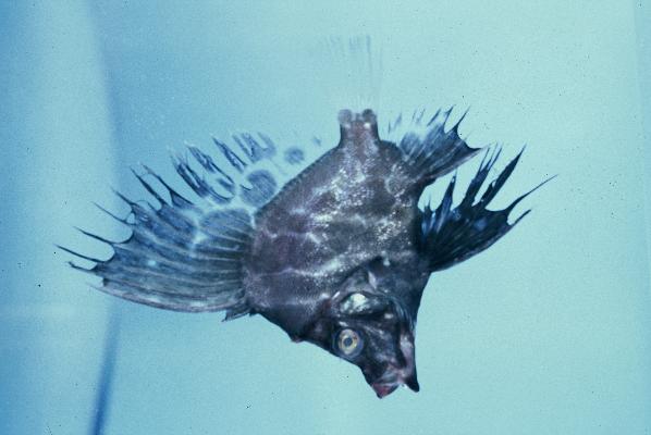 Boarfish (Histiopterus typus) — Pentacerotidae — 3