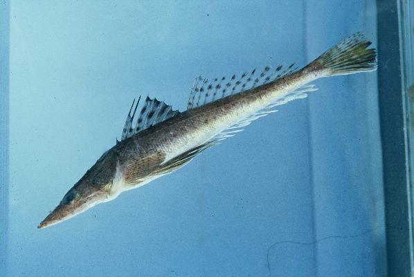 Heemstras platkopvis (Cociella heemstrai) — Platycephalidae — 4
