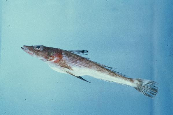 Heemstras platkopvis (Cociella heemstrai) — Platycephalidae — 3
