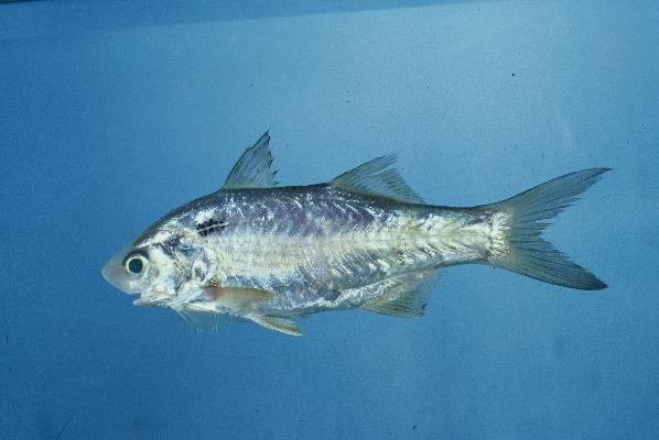 Black spot six thread tassel fish (Polydactylus sextarius) — Polynemidae