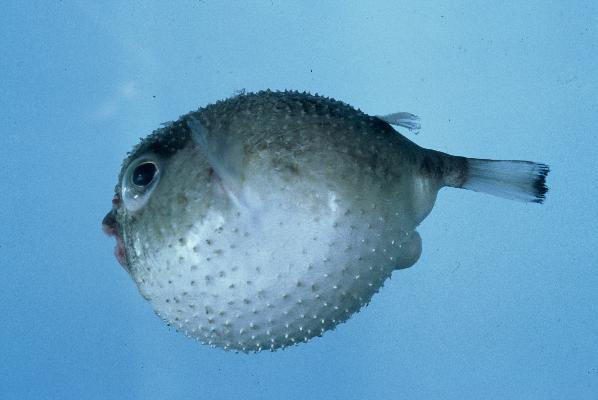 Spiny blaasop (Tylerius spinosissimus) — Tetraodontidae — 4