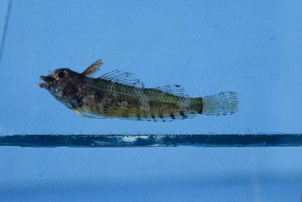 Spotbelly triplefin (Enneapterygius ventermaculus) — Tripterygiidae — 2