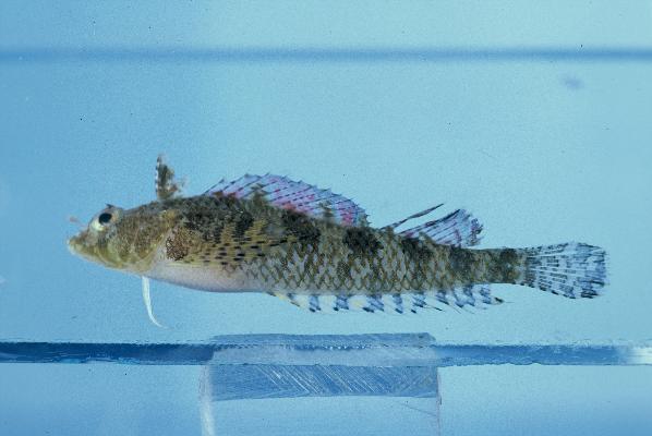 Shortscale threefin (Norfolkia brachylepis) — Tripterygiidae — 4