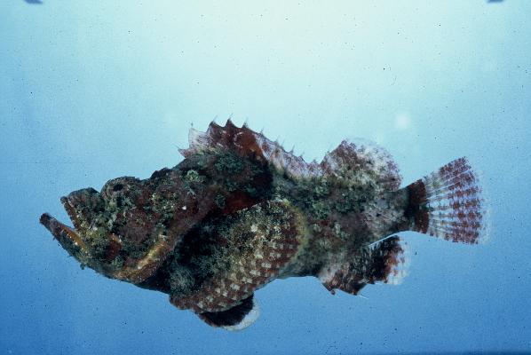 False stonefish (Scorpaenopsis gibbosa) — Scorpaenidae — 4