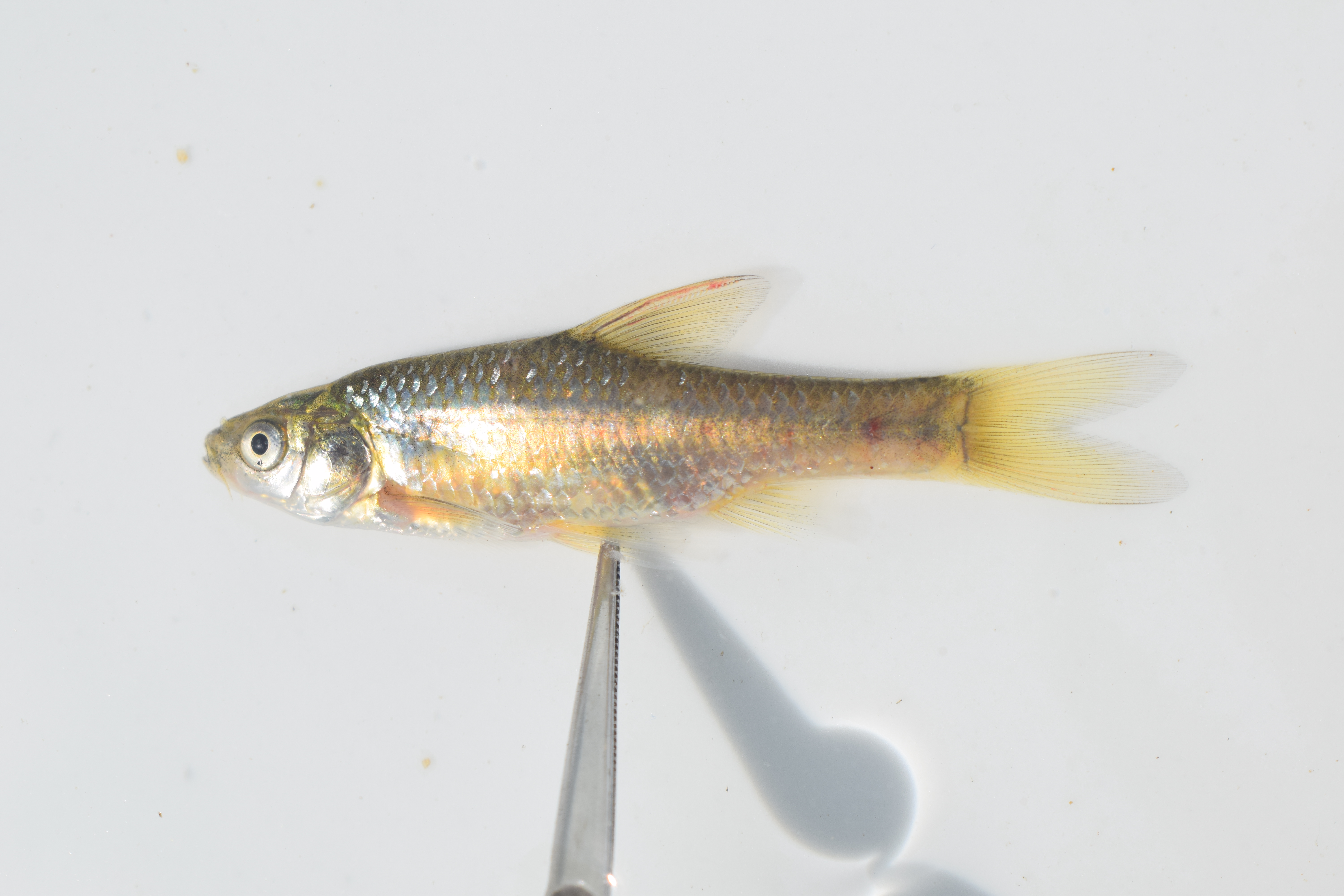 Straightfin barb (Enteromius paludinosus) — Cyprinidae — 2