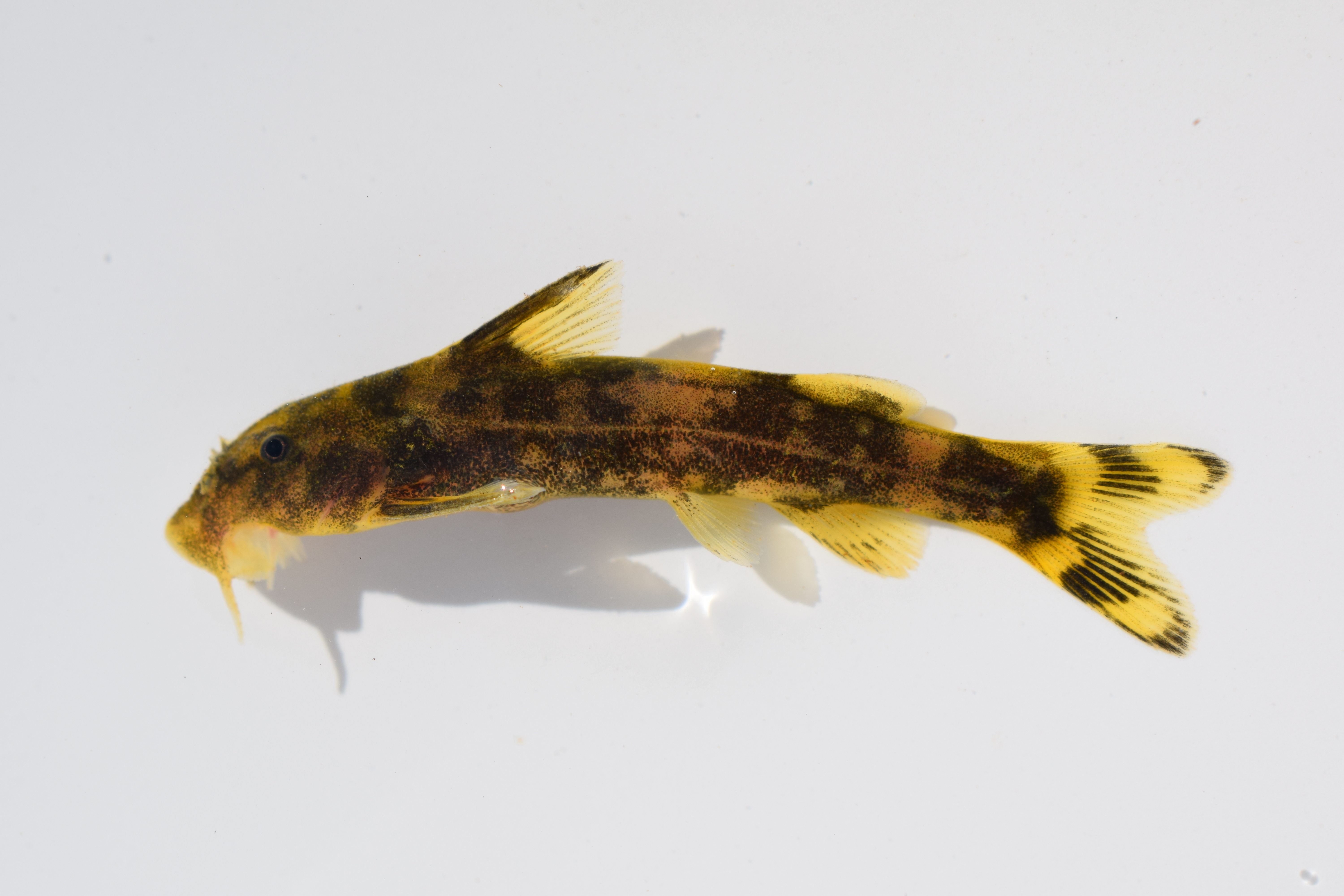 Sawfin rock catlet (Chiloglanis paratus) — Mochokidae — 2